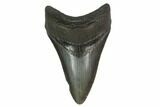 Fossil Megalodon Tooth - Serrated Blade #130797-1